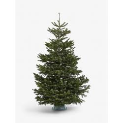 Christmas Tree 7ft 6ft 5ft 4ft Real Potted Live Christmas Tree Nordmann Fir