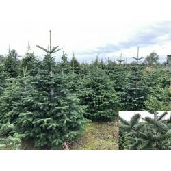 Christmas Tree 7ft 6ft 5ft 4ft Real Potted Live Christmas Tree Nordmann Fir