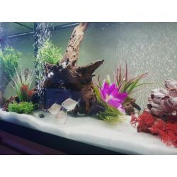 Fluval 240 fish tank - including external filter and all accessories!