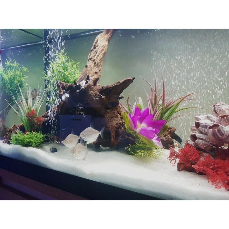 Fluval 240 fish tank - including external filter and all accessories!