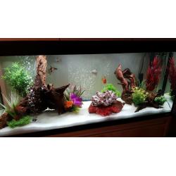 Fluval 240 fish tank - including external filter and all accessories!