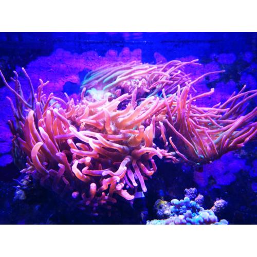 Anemones coral marine