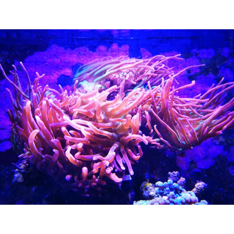 Anemones coral marine