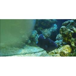 Jewel trigon 190 full marine setup