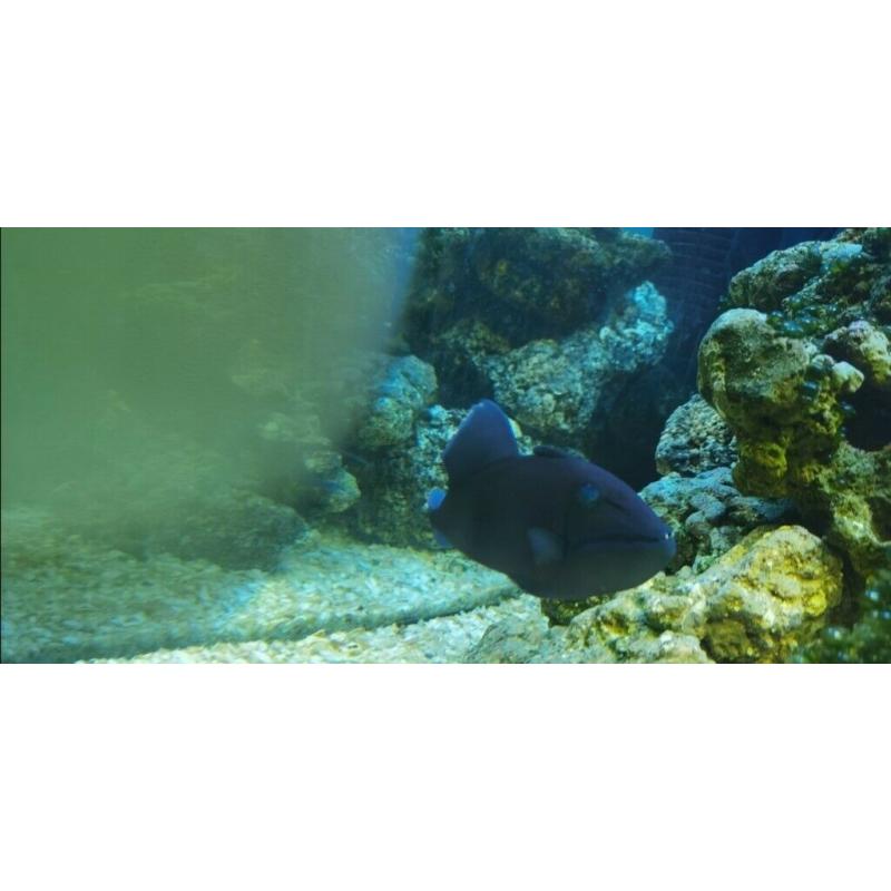 Jewel trigon 190 full marine setup