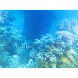 Jewel trigon 190 full marine setup