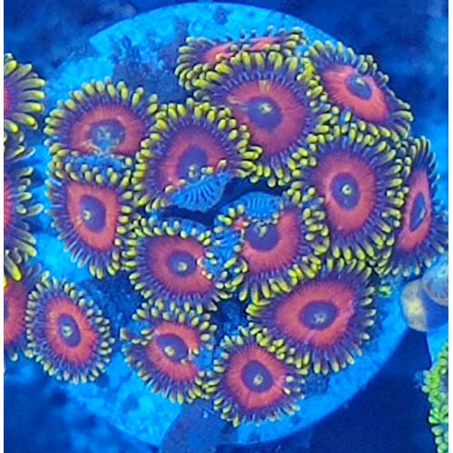 Coral reef marine