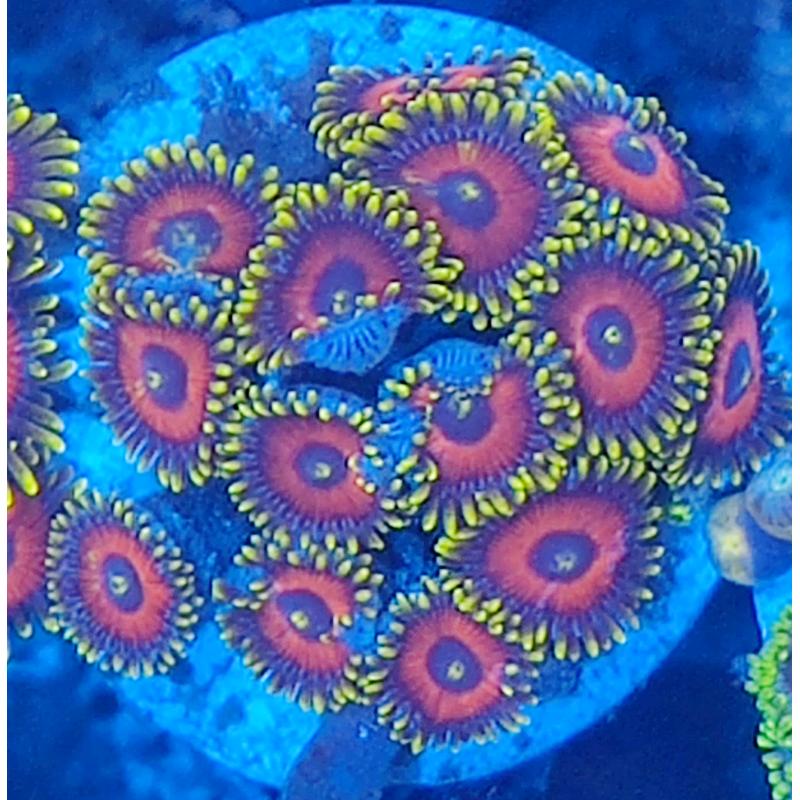 Coral reef marine
