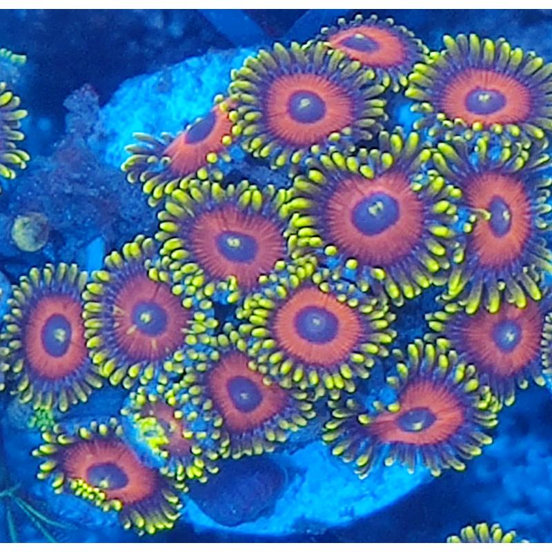 Coral reef marine