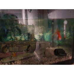 Fish tank ,unit fish and accessories