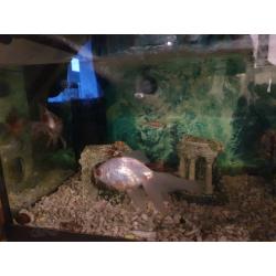 Fish tank ,unit fish and accessories