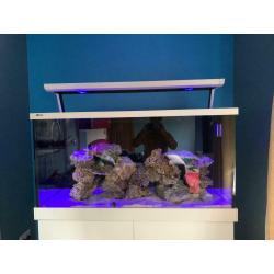 Red Sea fish tank
