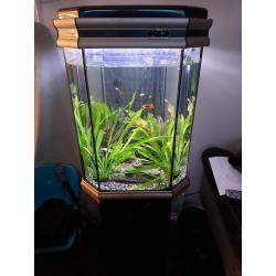 Tropical Fish tank set up