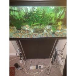 Tropical fish tank set up