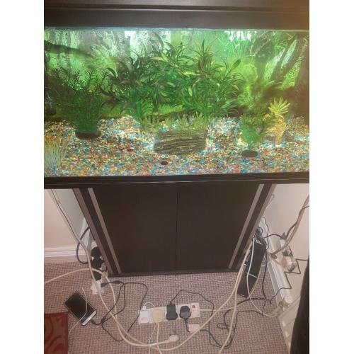 Tropical fish tank set up