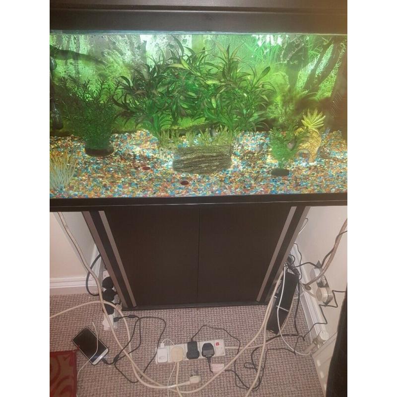 Tropical fish tank set up
