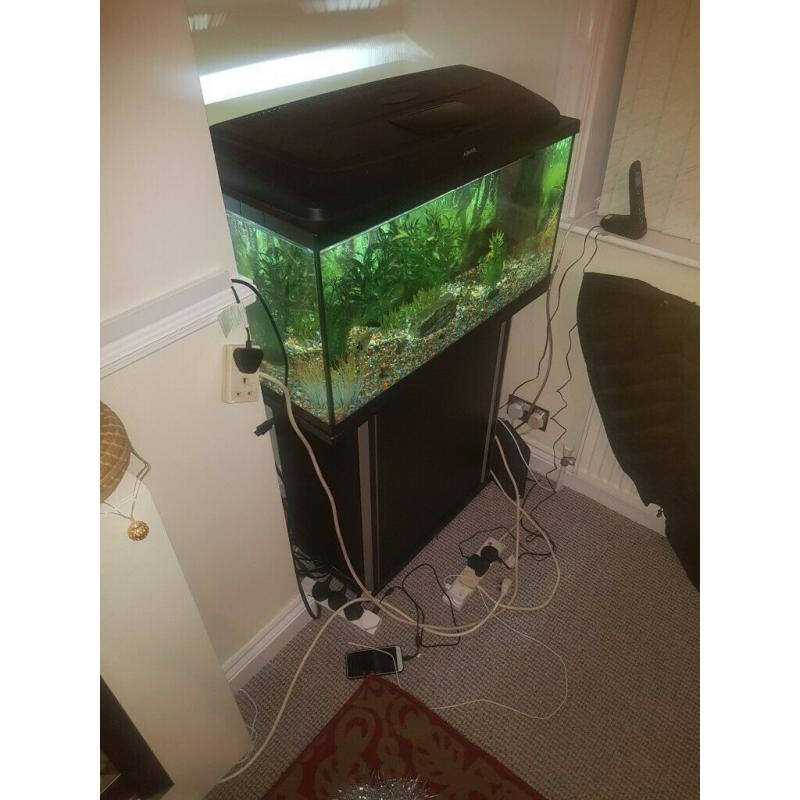 Tropical fish tank set up