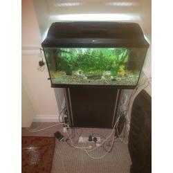 Tropical fish tank set up