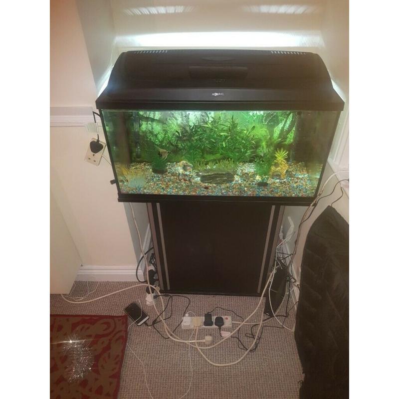 Tropical fish tank set up