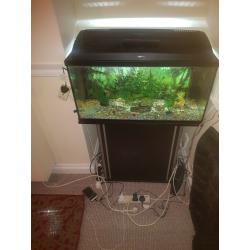 Tropical fish tank set up