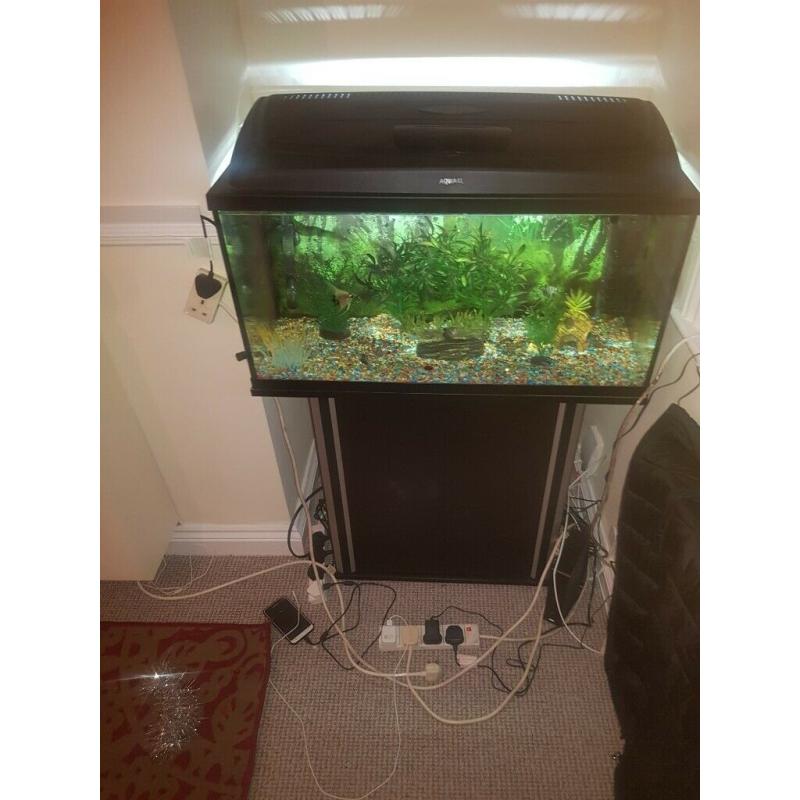 Tropical fish tank set up