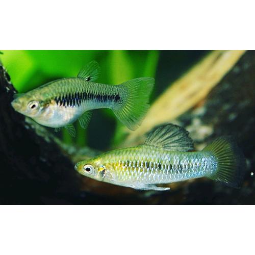 Free Shipping! Peru Limia - Live Tropical Live bearer Fish (rare)