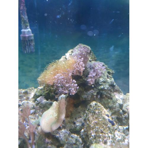 Marine coral