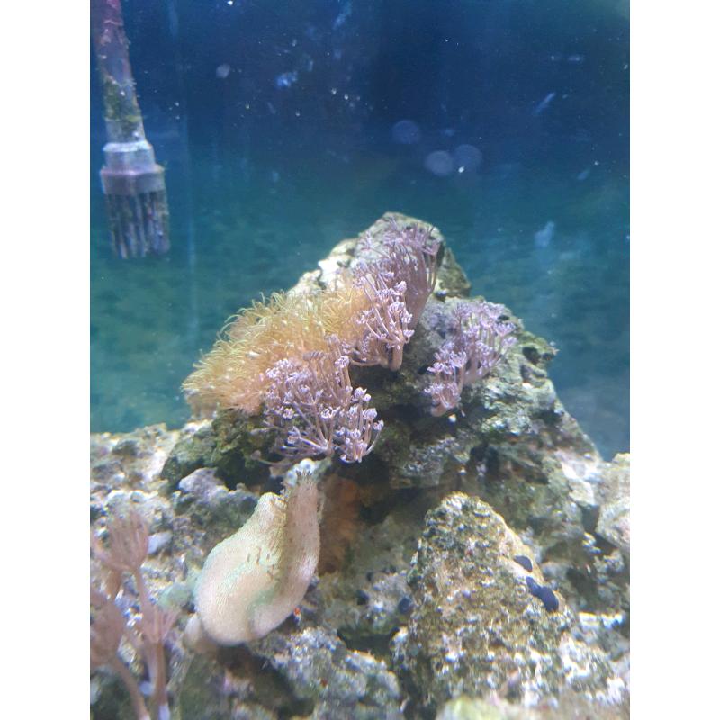 Marine coral