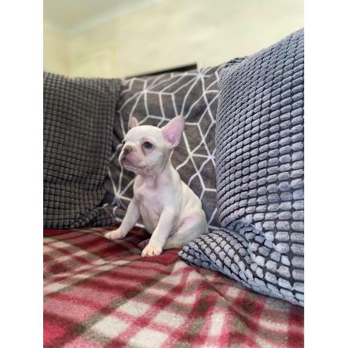 French Bulldog Puppy?s
