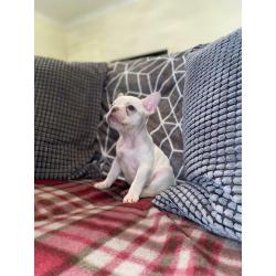 French Bulldog Puppy?s