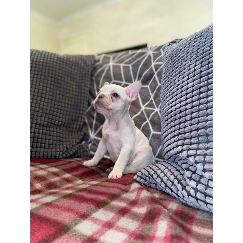 French Bulldog Puppy?s