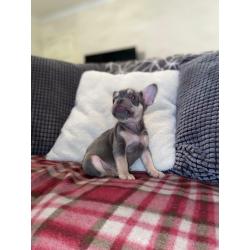 French Bulldog Puppy?s