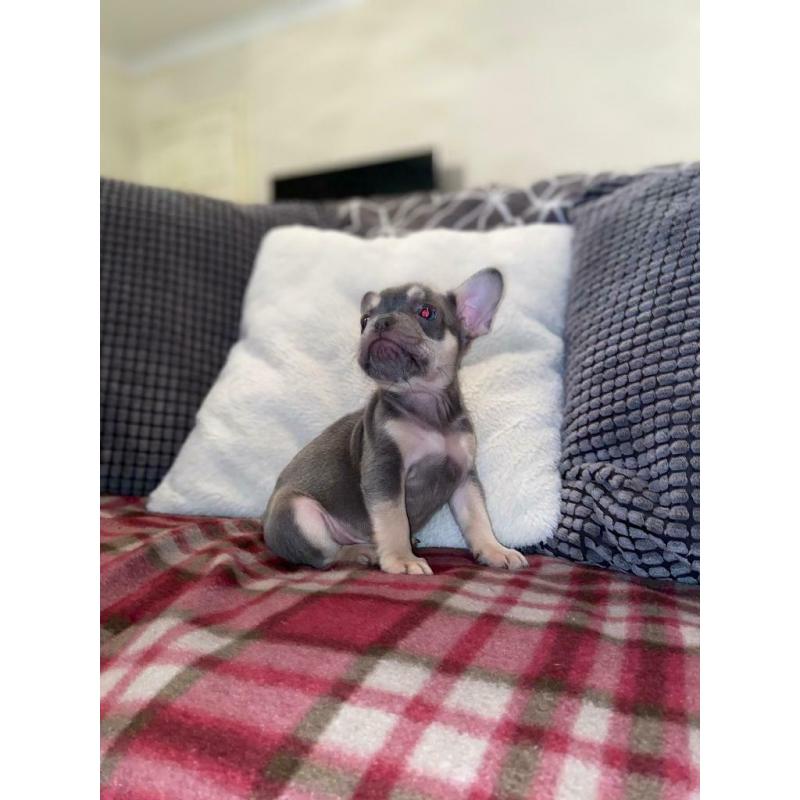 French Bulldog Puppy?s