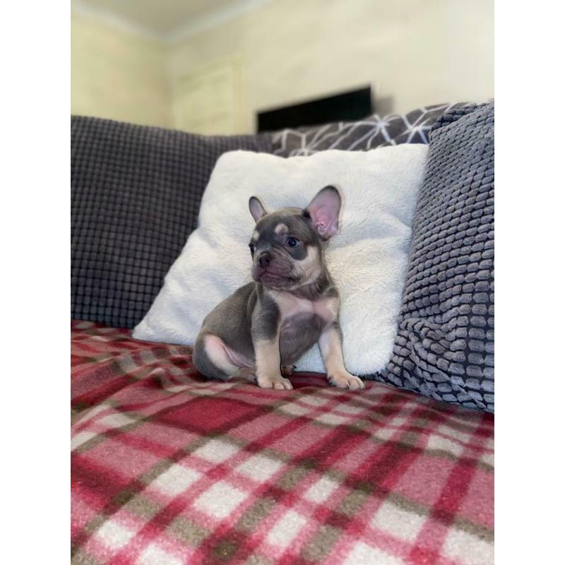 French Bulldog Puppy?s