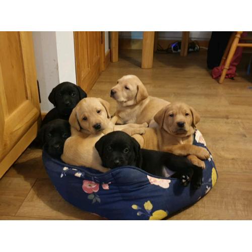 Labrador pupies