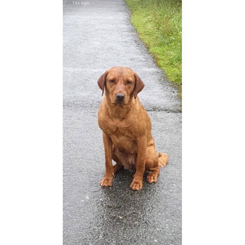 Labrador pupies