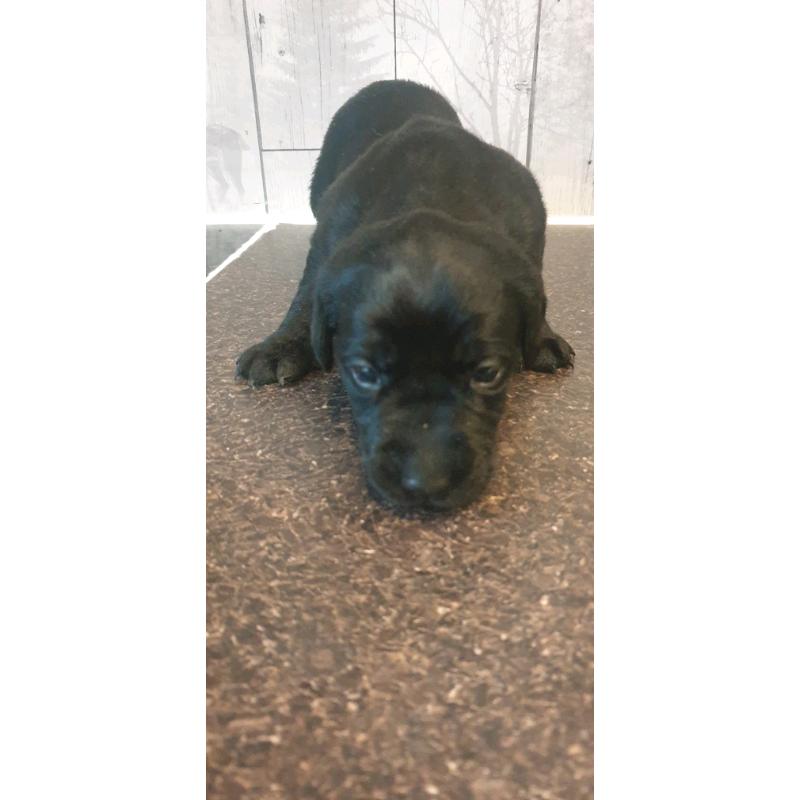 Labrador pupies