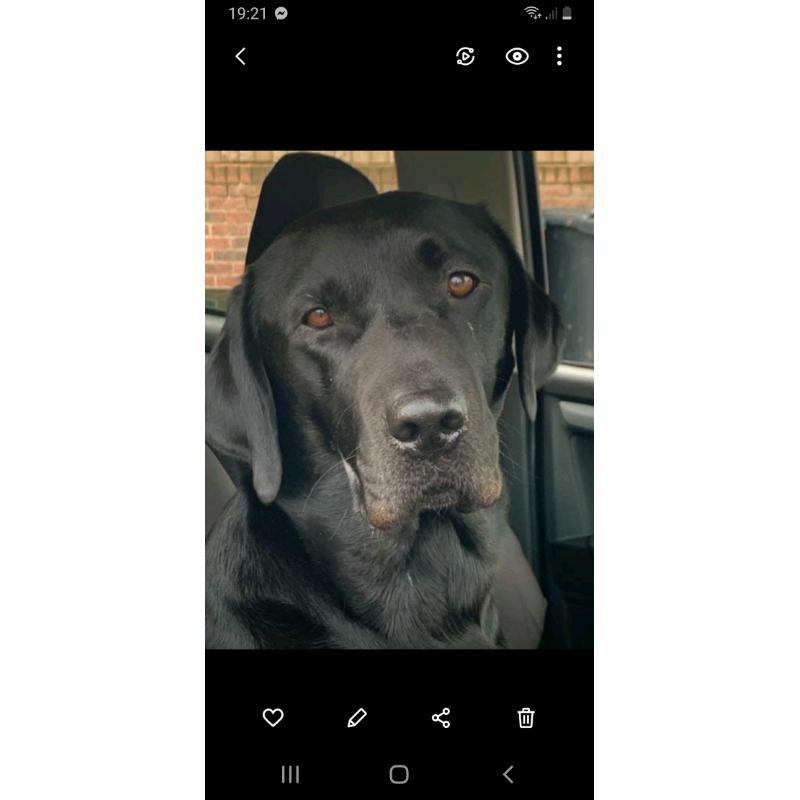 Labrador pupies