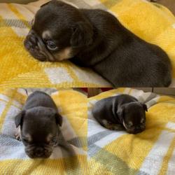 CHOC AN TAN FRENCH BULLDOGS