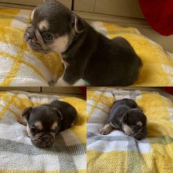 CHOC AN TAN FRENCH BULLDOGS