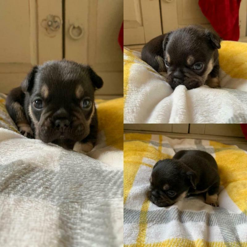 CHOC AN TAN FRENCH BULLDOGS