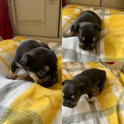 CHOC AN TAN FRENCH BULLDOGS
