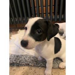 Adorable Jack Russell Puppies- boys only