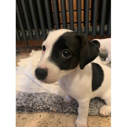 Adorable Jack Russell Puppies- boys only