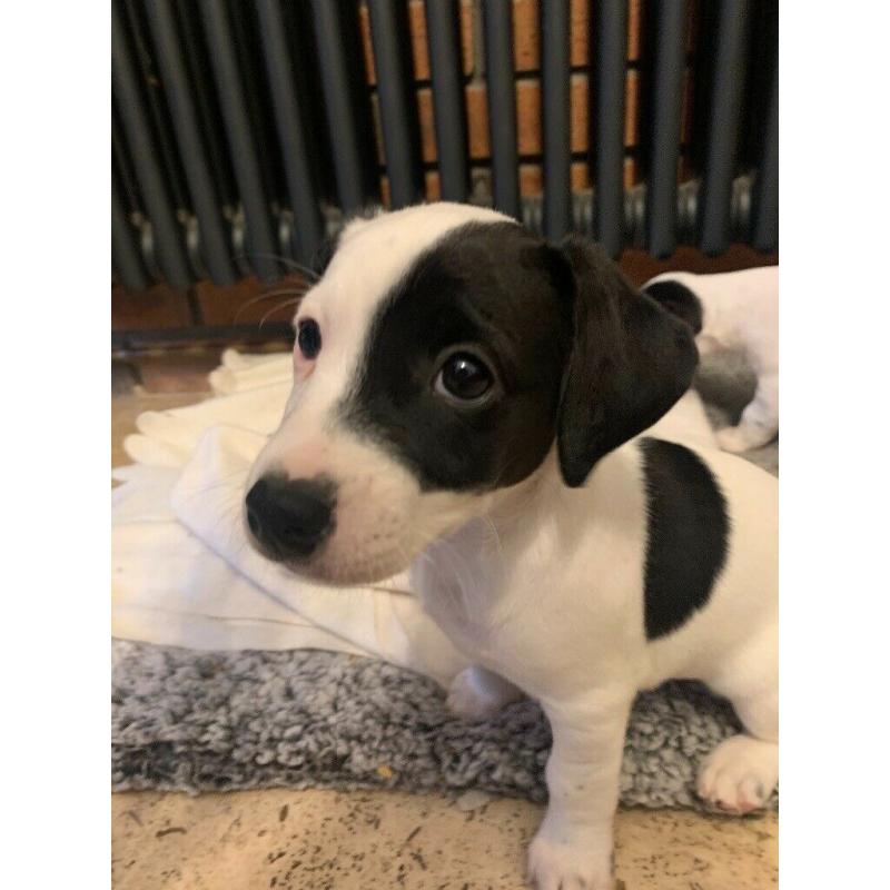 Adorable Jack Russell Puppies- boys only