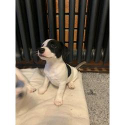Adorable Jack Russell Puppies- boys only