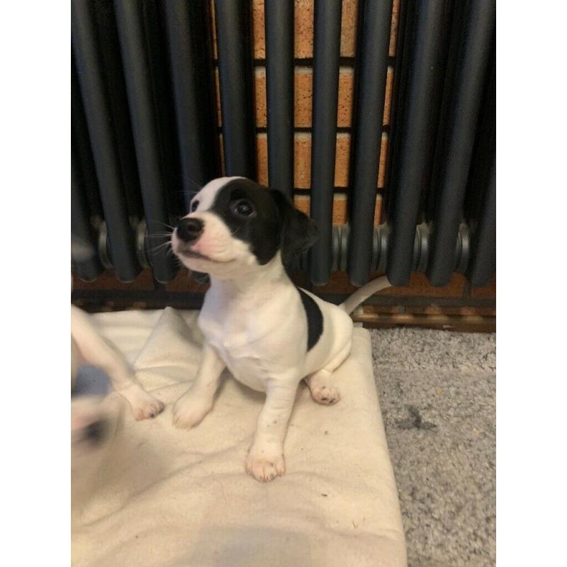 Adorable Jack Russell Puppies- boys only