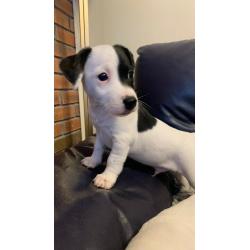 Adorable Jack Russell Puppies- boys only