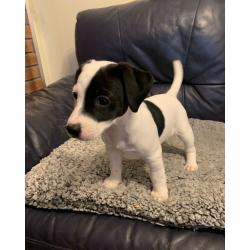 Adorable Jack Russell Puppies- boys only