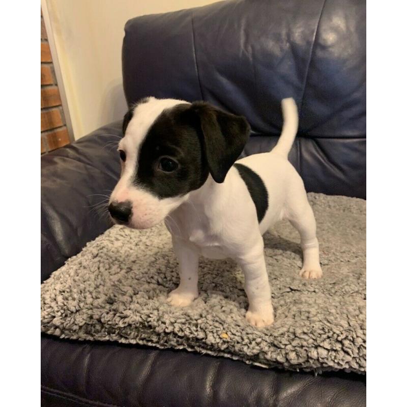 Adorable Jack Russell Puppies- boys only